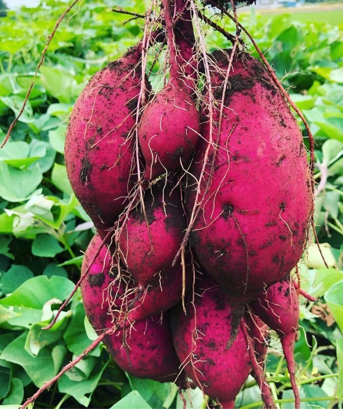 画像4: シルクスイートの芋かりんとう (4)