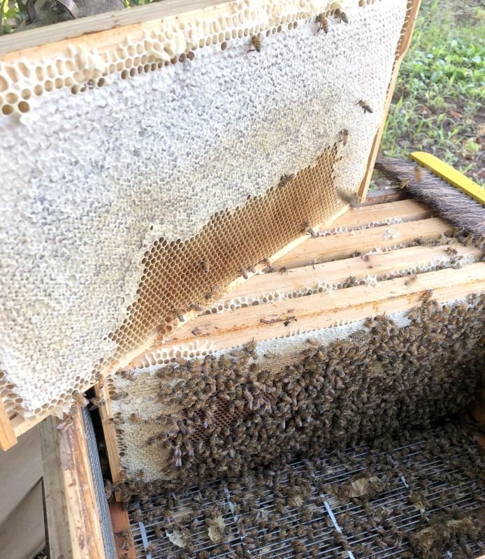 画像6: 青空レストランで紹介の5月耀と他2種月 3本セット (6)