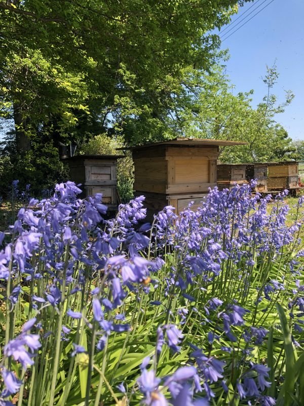 画像5: 青空レストランで紹介の5月耀と他2種月 3本セット (5)