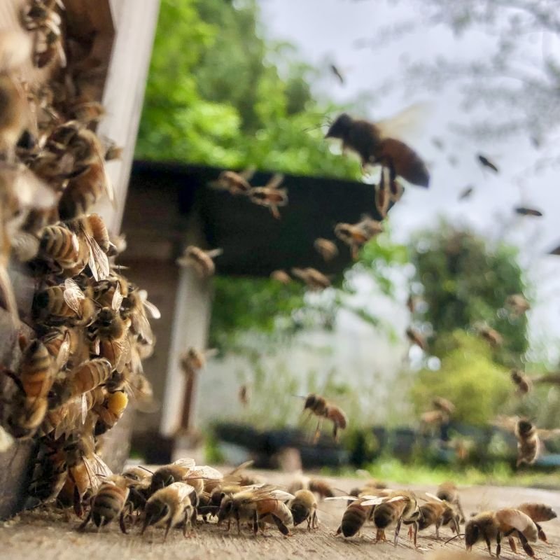 画像7: 青空レストランで紹介の5月耀と他2種月 3本セット (7)