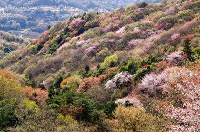 画像2: 山桜－やまざくら