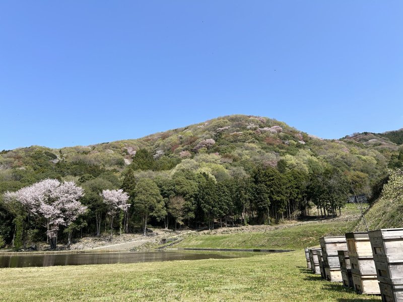 画像2: 田舎はちみつスティック　山桜 (2)
