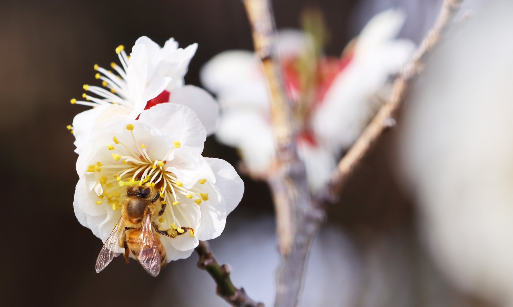 養蜂から生まれたスキンケア