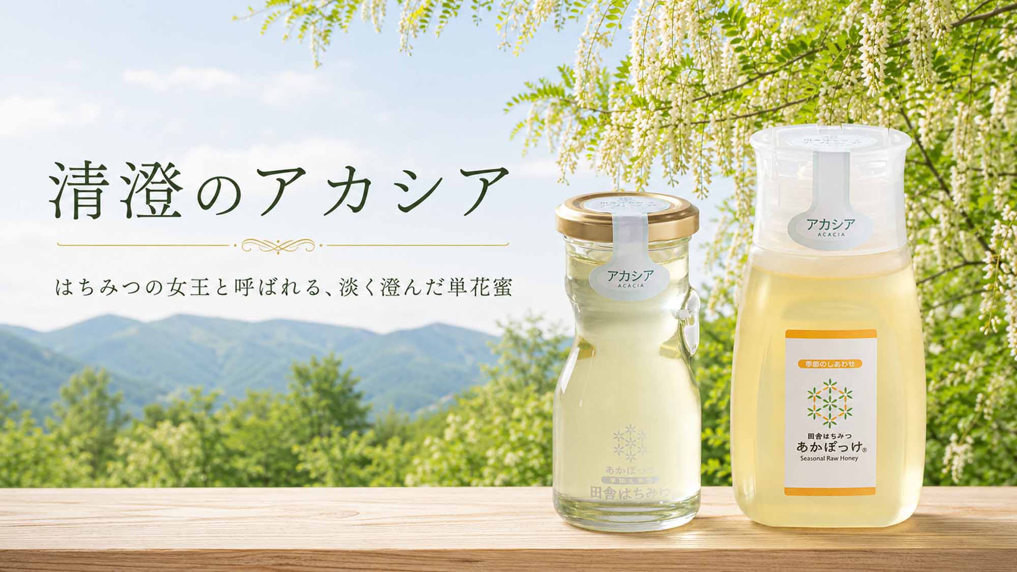 清澄のアカシア