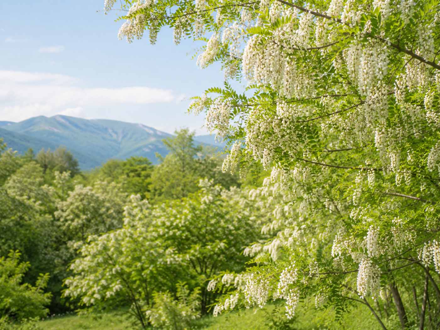 東北のニセアカシア群生地