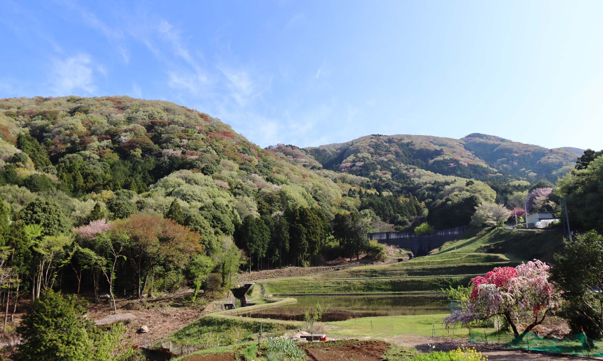 山桜の里山風景