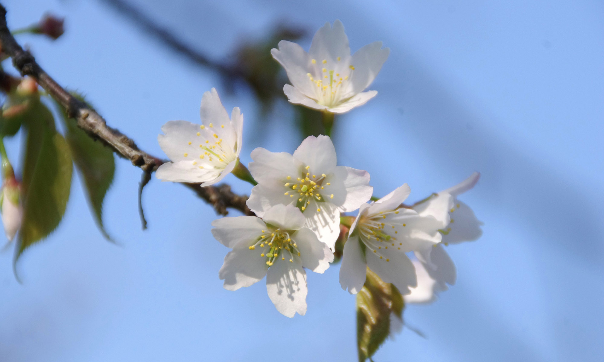 山桜の花 3